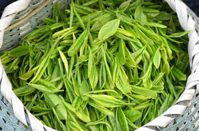 茶叶的贮藏技术