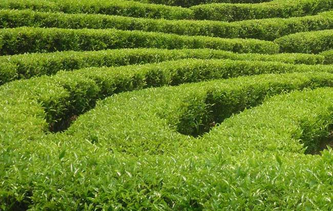 茶树越冬病虫害防治办法