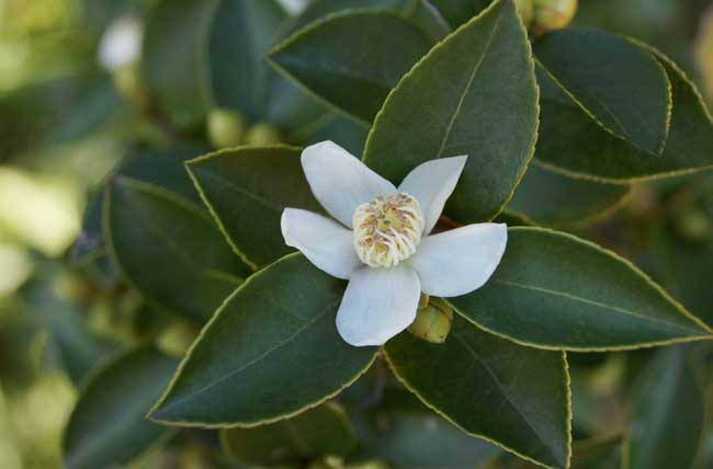 溫度对茶叶品质有哪些关系