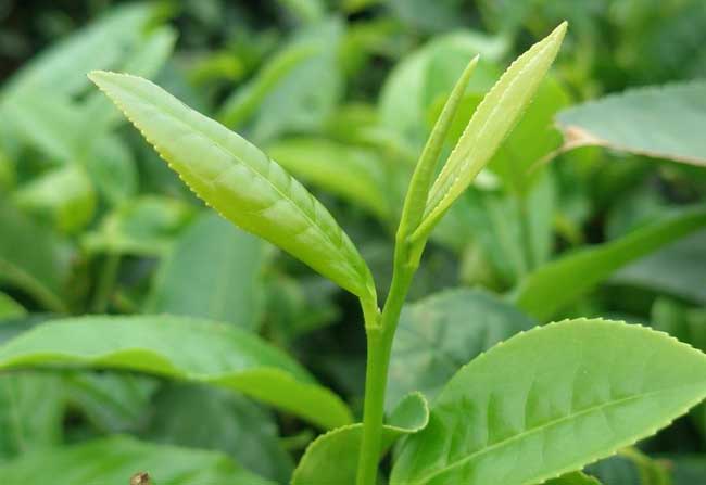 溫度对茶叶品质有哪些关系