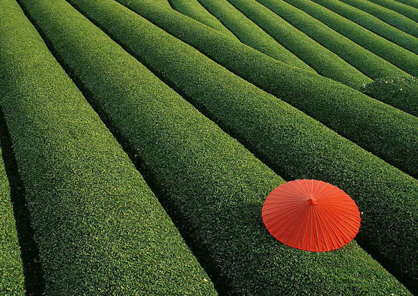 无公害茶叶种植技术