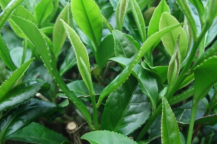 矮化密植茶园的种植管理技术