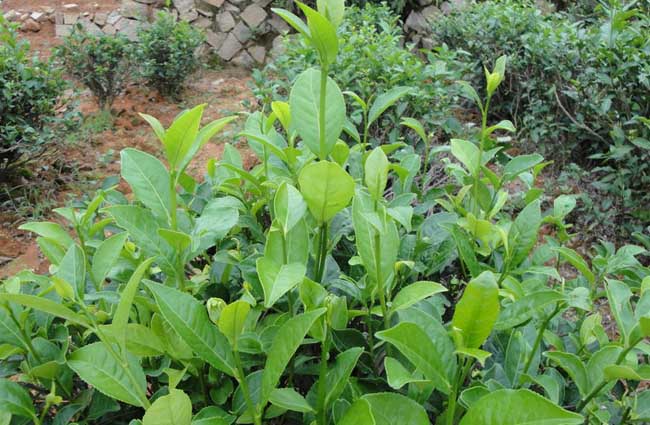 无性系茶叶种植技术