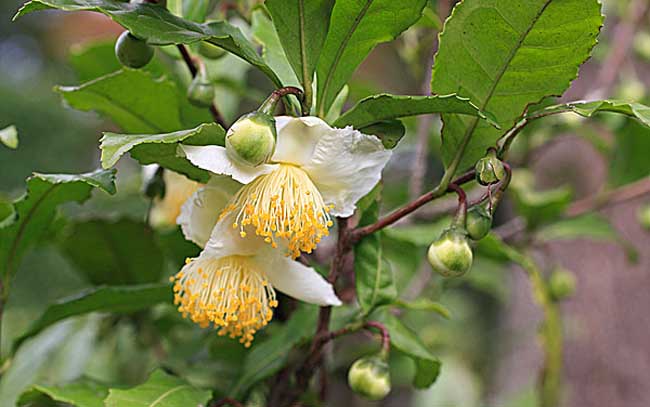 茶树种子繁殖技术