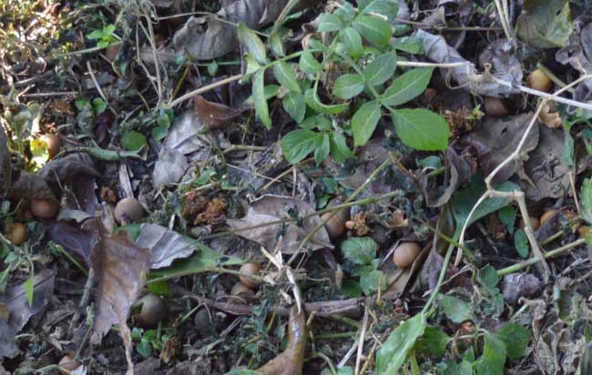 茶树种子繁殖技术