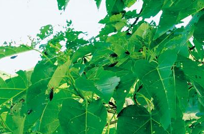 怎么使用植物有效果的防治茶叶害虫