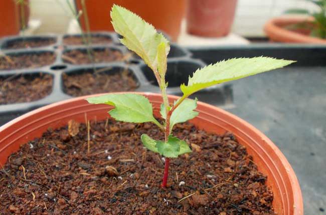 茶树种子繁殖技术