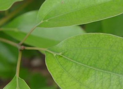 怎么使用植物有效果的防治茶叶害虫