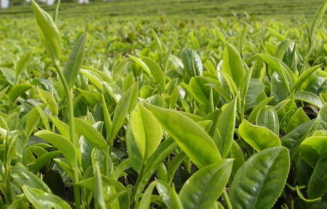 茶叶冻后怎么才能恢复生产