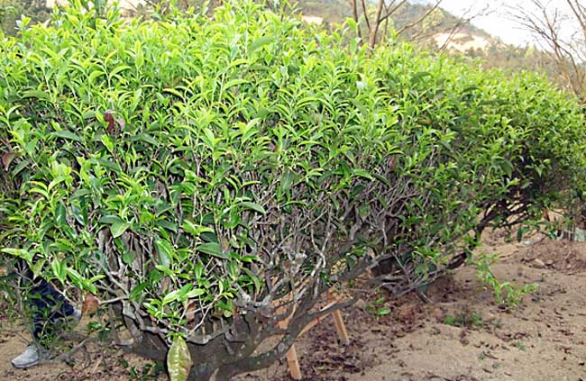 茶树的修剪技术