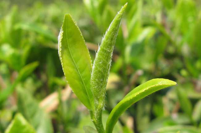 无公害茶叶生产加工技术