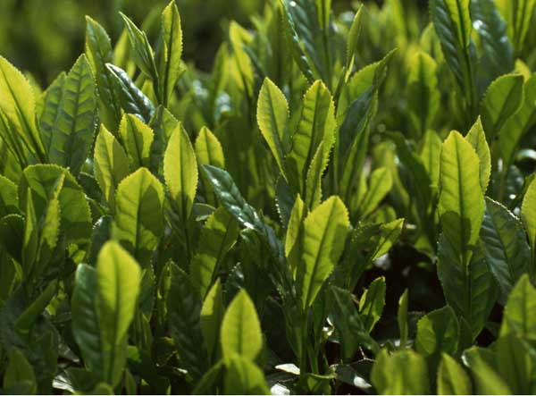 无公害茶叶生产加工技术