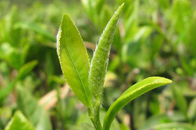 提高茶苗移栽成活率的办法