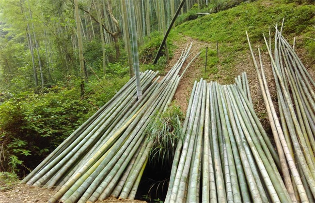 毛竹的种植技术