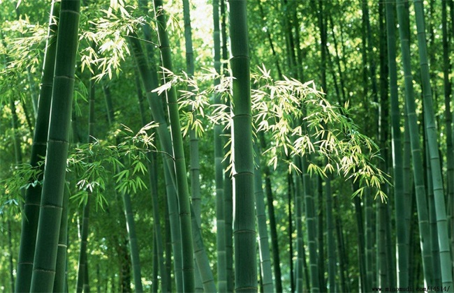毛竹的种植技术