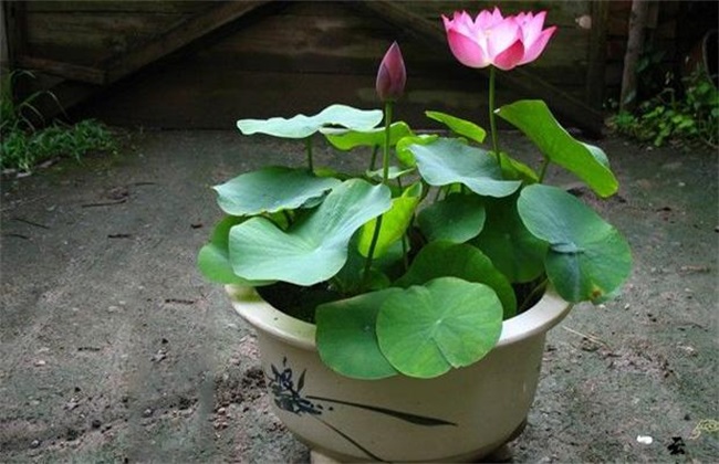 碗莲种植办法