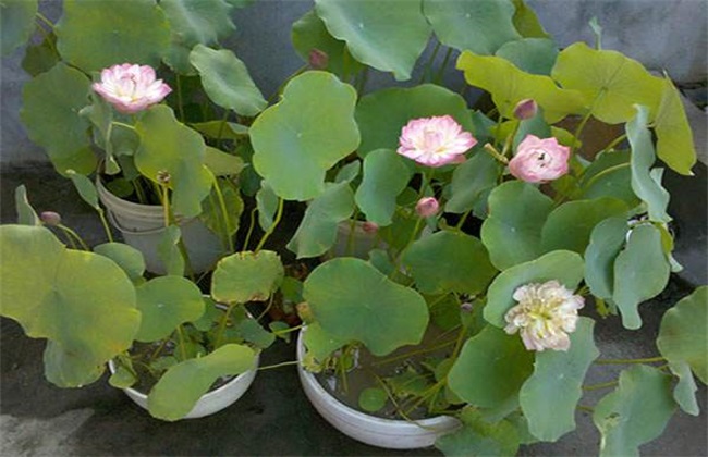 碗莲种植办法