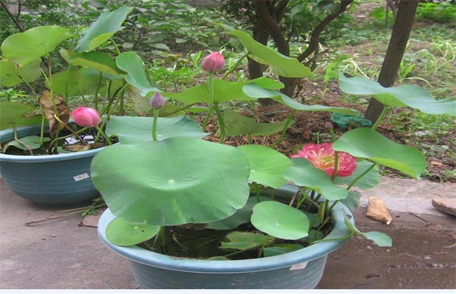 碗莲种植办法