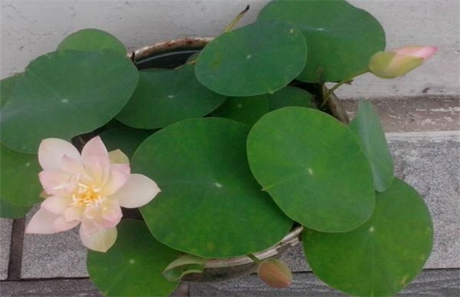 碗莲种植办法