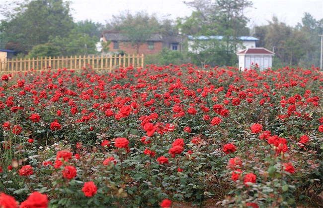 月季花的养殖办法介绍