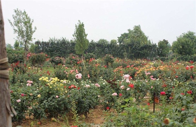 月季花的养殖办法介绍