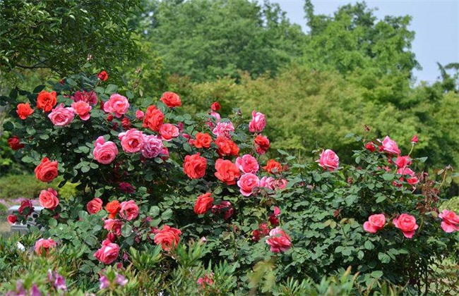 月季花的养殖办法介绍