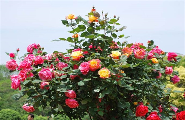 月季花的养殖办法介绍