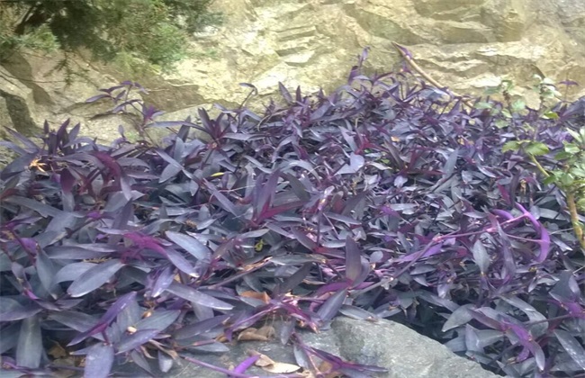 紫鸭跖草该怎么种植