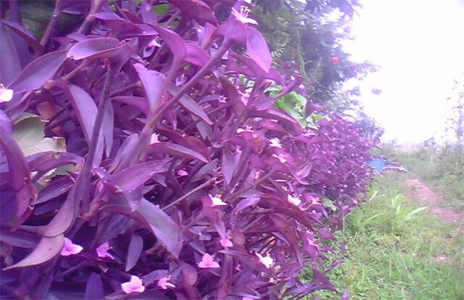 紫鸭跖草该怎么种植