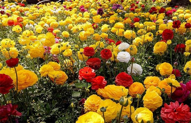 花毛莨种植的注意些什么
