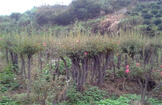 映山红怎么繁殖