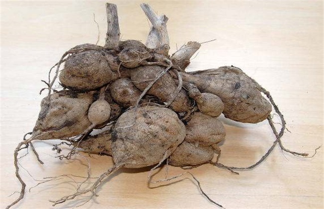 花毛茛的繁殖办法