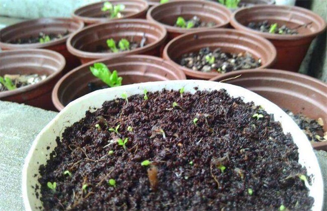 花毛茛的繁殖办法