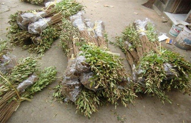 紫薇的繁殖办法