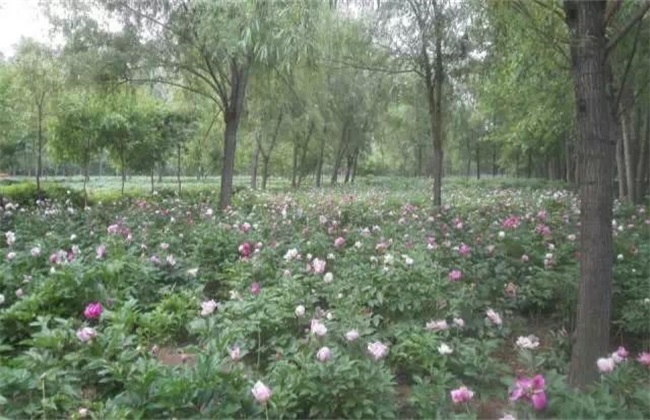 芍药的繁殖办法