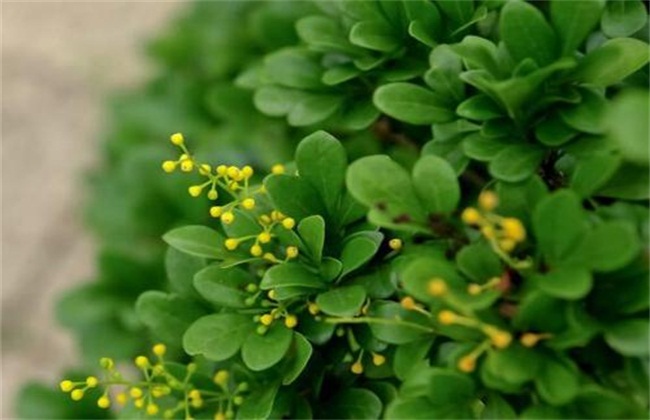 米兰花怎么养