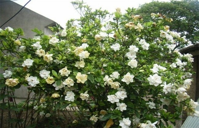 栀子花繁殖办法