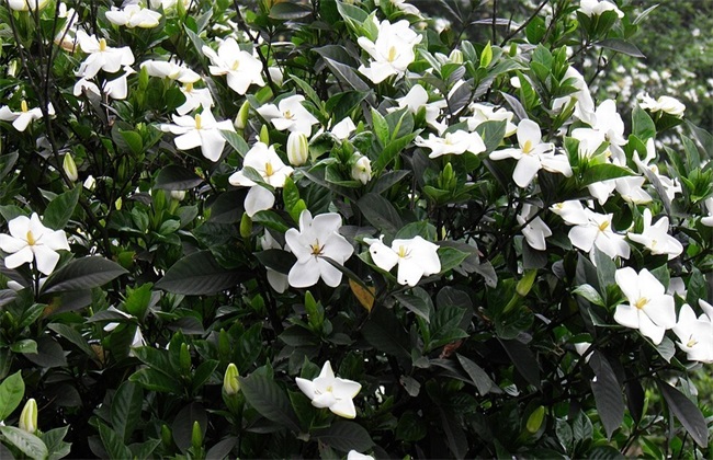 栀子花繁殖办法