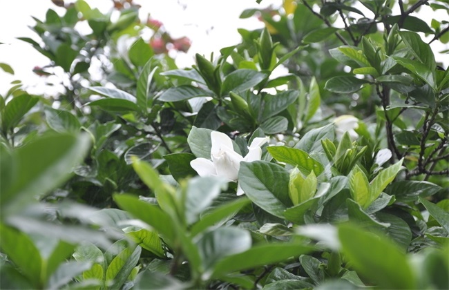 栀子花繁殖办法