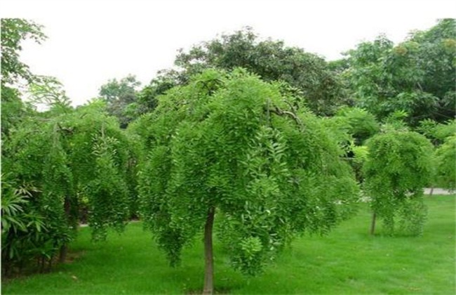 龙爪槐种植技术