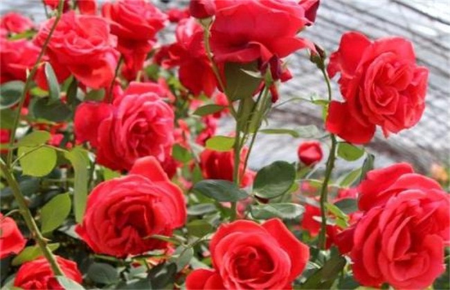 玫瑰花怎么养