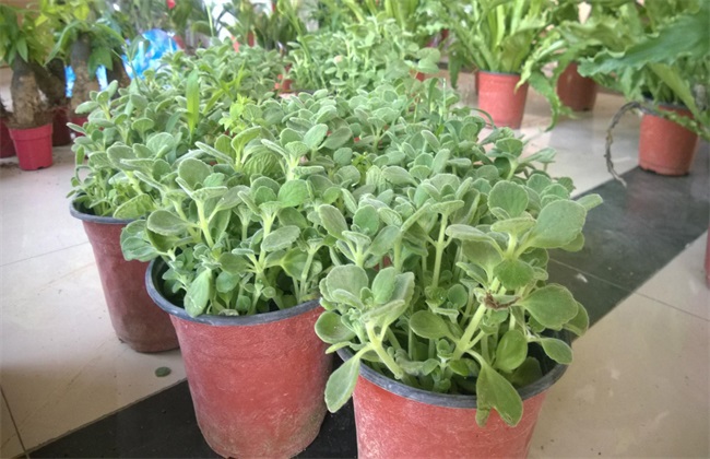 碰碰香栽培的注意些什么