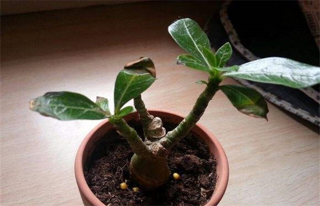 沙漠玫瑰叶子发黄解决办法