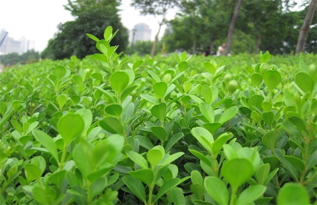冬青的种植办法
