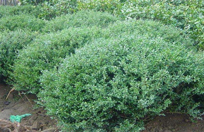 冬青的种植办法