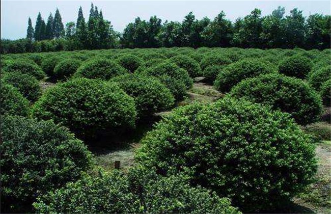冬青的种植办法