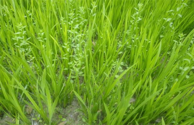 石菖蒲种植的注意些什么