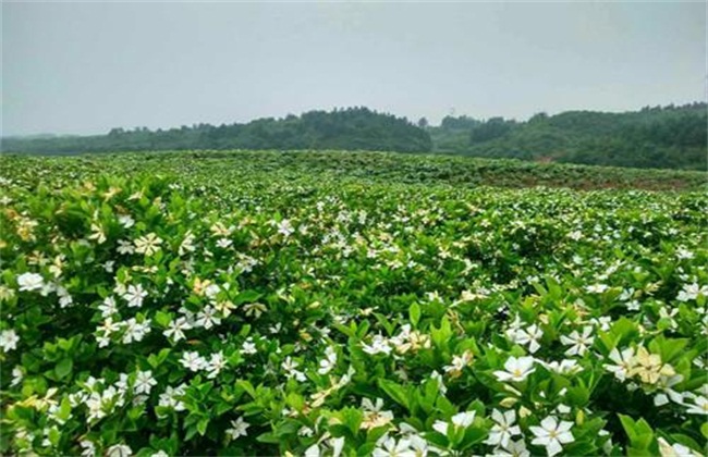 栀子花怎么养