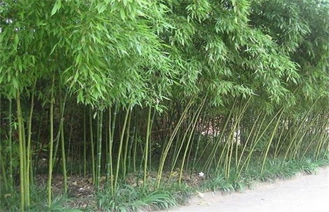 凤尾竹的养殖办法和注意些什么