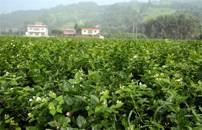 种植茉莉花的注意些什么